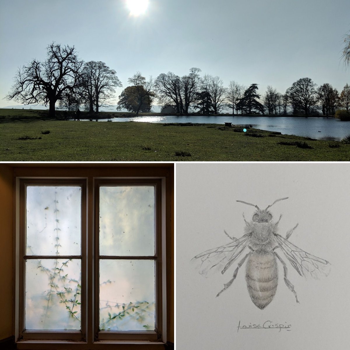 Louisa_Crispin's tweet photo. Beautiful day for a roadtrip to @KevisHouse and @Gallery57art to deliver #bees today
.
#drawing #honeybees #petworth #arundel #southdowns #autumnsunshine #newdelivery #dailybee https://t.co/TbQAFFoF5i