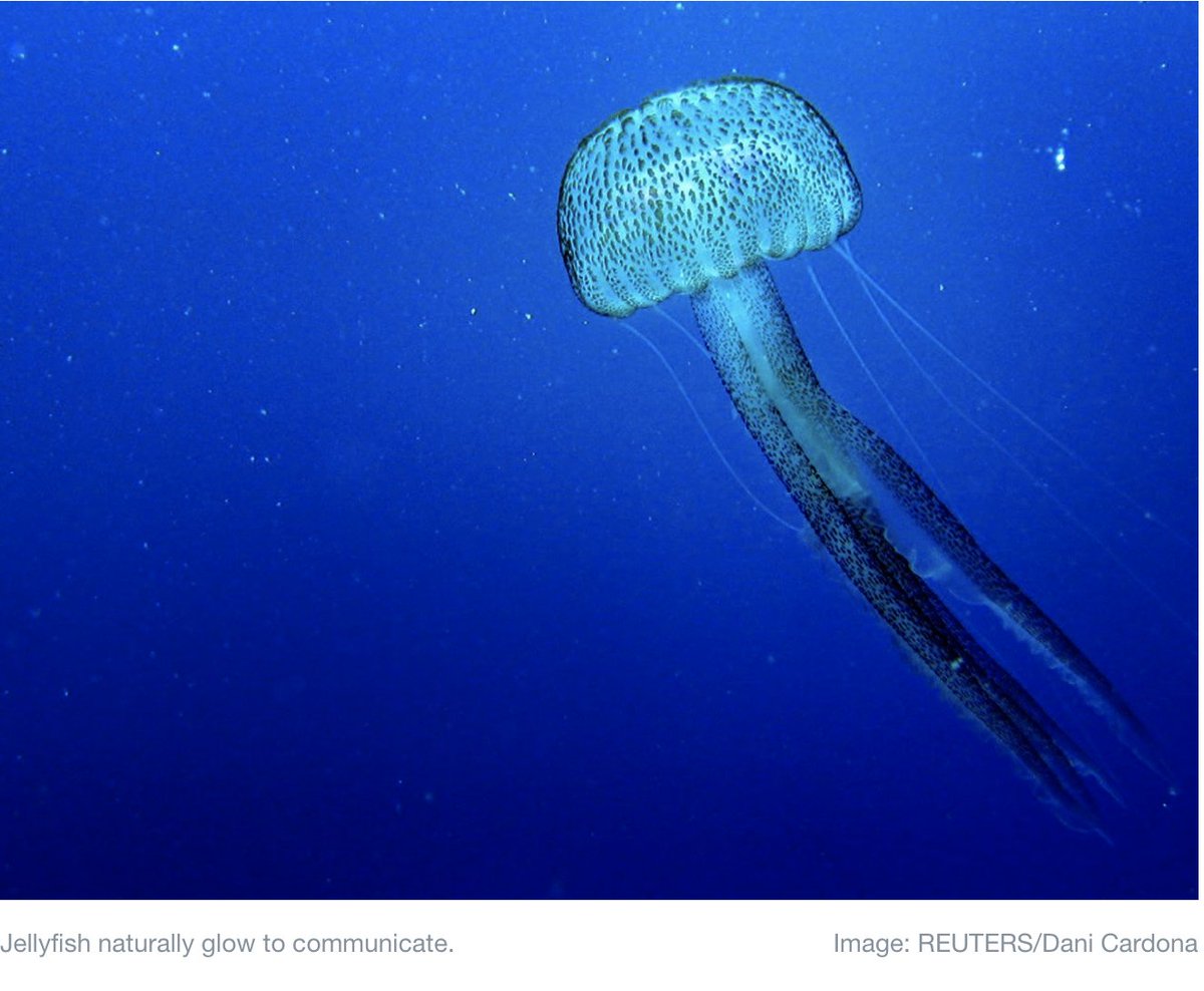 technoscan's tweet photo. JELLYFISH AS BASIS OF HOME LIGHTING. LEDs based on renewable source.
A #TechnologyLandmark - as tracked by https://t.co/M0iYeMY5bg -
for an #OmegaMap
OmegaMap format: Book; https://t.co/YPDBTZnVyY
Functionality focus: #Process_Energy
Ref: @wef https://t.co/3km1d8xlEr https://t.co/ONXk0fBgbt