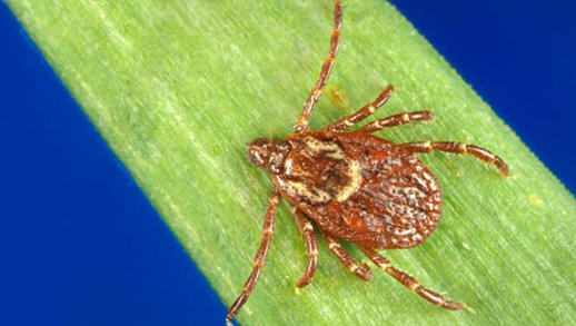 mayocliniclabs's tweet photo. Tier 2 of the IMPACTS project involves human surveillance testing (via blood donor samples) to acquire data on current or prior #mosquito- and #tick-borne infections “to understand the prevalence of these vector-borne infections throughout Belize.” https://t.co/JgBGkjJsys https://t.co/CX4COgplAe