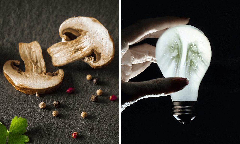 TweetMyCraft's tweet image. Breaking news in conductive 3D printing: the Bionic Mushroom buff.ly/2TkY1XV