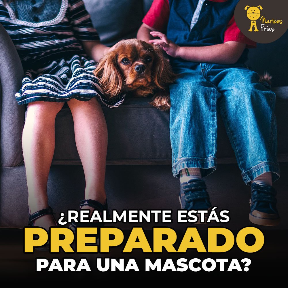 Una mascota implica responsabilidad, no solo deseo de tener una. Estas son tres cosas que debes conocer antes de llevar una a casa » bit.ly/sabrMsco
