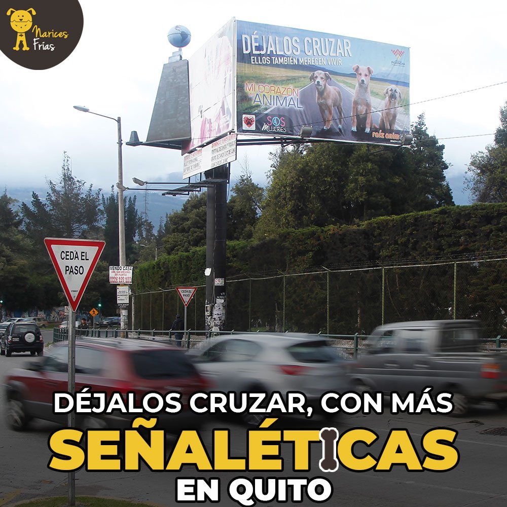La campaña Déjalos Cruzar, iniciativa que busca proteger la vida de animales en las vías, tendrá más señaléticas en Quito » bit.ly/dejalosCruz