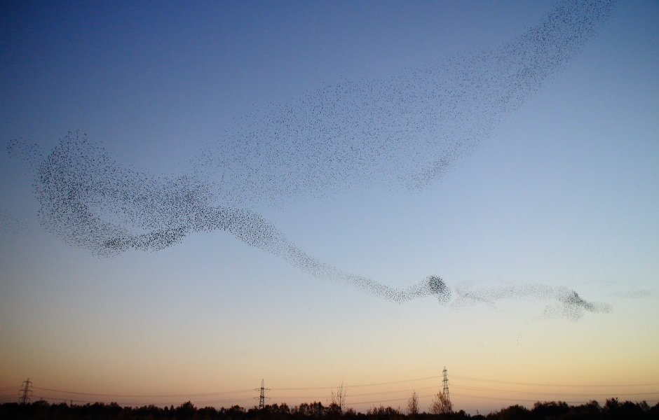 Al's Wild Shots tweet media