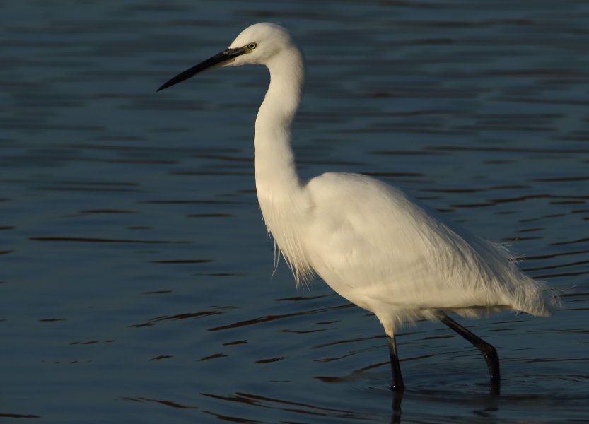 Al's Wild Shots tweet media