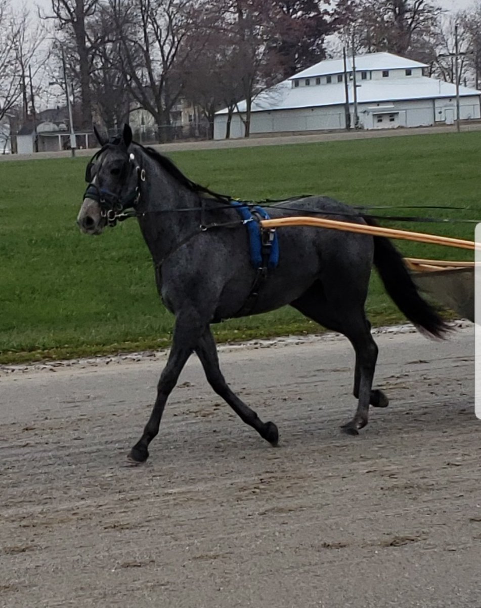 JaymeLaing's tweet photo. We are very excited to have this #beautiful gray filly in the barn!
#DragonAgain #Yearling from #BHS
#LoveTheLifeYouLive π
#OhioFarmLife
Gabriel Approved βπ https://t.co/UGXUa7yUnn