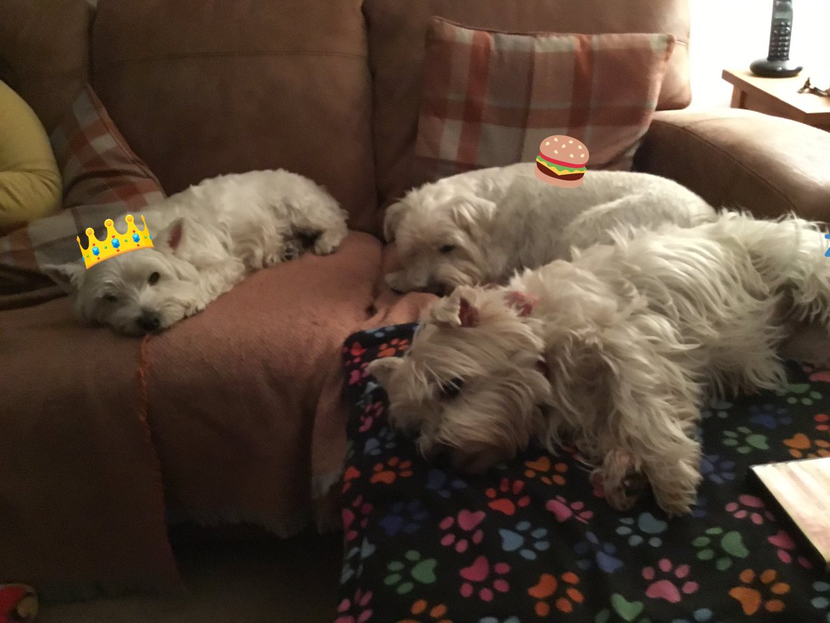 Rona_Westie's tweet photo. Sleepover with my Furbro Big Mac ๐ and Lord Archie ๐#cuddlein #westie #Westiesoftwitter #snugglesaturday https://t.co/6jJ4qjpIvk