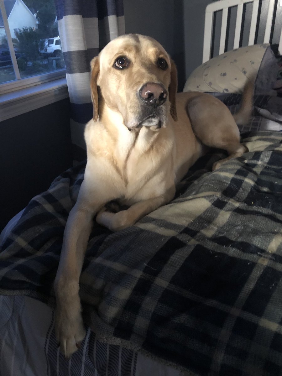 Madison tweet media