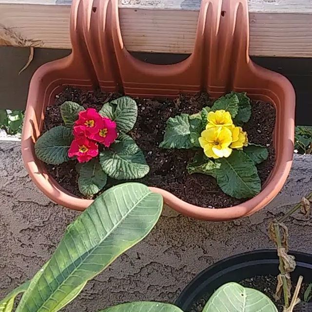 bloominganomaly's tweet photo. My primroses! I hope they last awhile to enjoy! They are great to grow this time of year, since my balcony is now mainly in shade most of the day. These flowers are also inexpensive. Happy weekend everyone!
.
.
.
#primrosegarden #primroseyellow #primrose… https://t.co/ilBf17hla2 https://t.co/7dJsqxlcnd