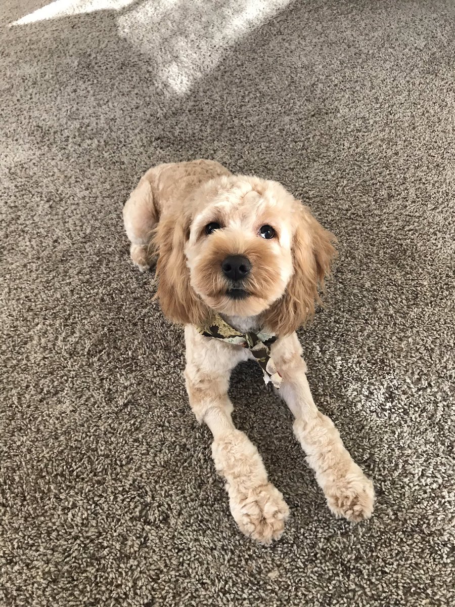 Anna_Welshh's tweet photo. Before and after a haircut... is this even the same doggo?! https://t.co/SXN6dfwX2i