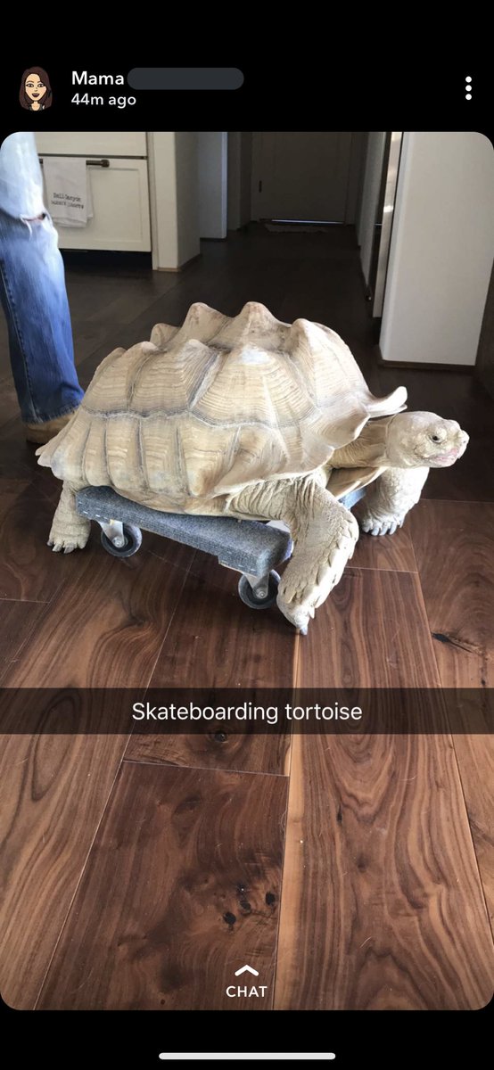 Pressmannn's tweet photo. A quick update for everyone asking how we moved our tortoises during the #Woolseyfire https://t.co/xjKLhTU53N