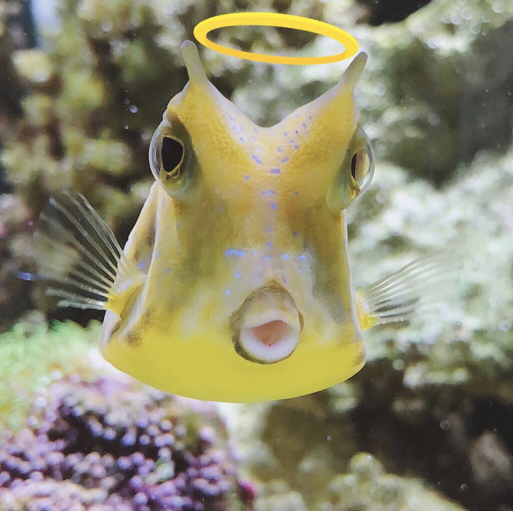 sckerpunxh's tweet image. rest in peace to the worlds coolest and cutest little fish friend &amp;amp; block of cheese #RIPCHEESE