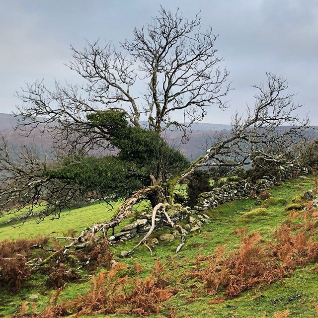 farmerpaula's tweet photo. Dartmoor. Tree and stone interwoven. #ashtree #epitaphtotheash #specialtree #dartmoor https://t.co/RQwq9XiNEC https://t.co/nZEyAqtwqw