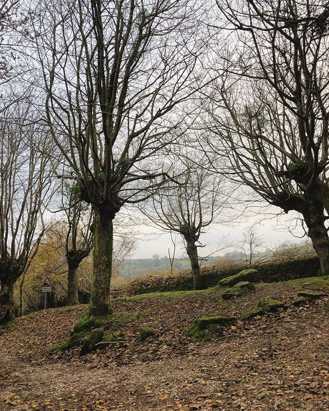 farmerpaula's tweet photo. Dartmoor. A circle of ancient pollarded ash trees #ashtree #epitaphtotheash #specialtree #dartmoor https://t.co/rtciwjyNlB https://t.co/fts28W4xR1