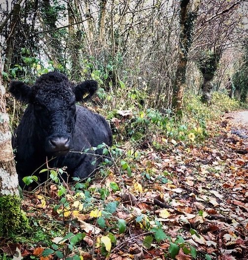 farmerpaula's tweet photo. Cow’s nest. Side of the road. Dartmoor. #dartmoor #adifferentplace #november https://t.co/EEki4rvPqY https://t.co/3zkrwP55Cb