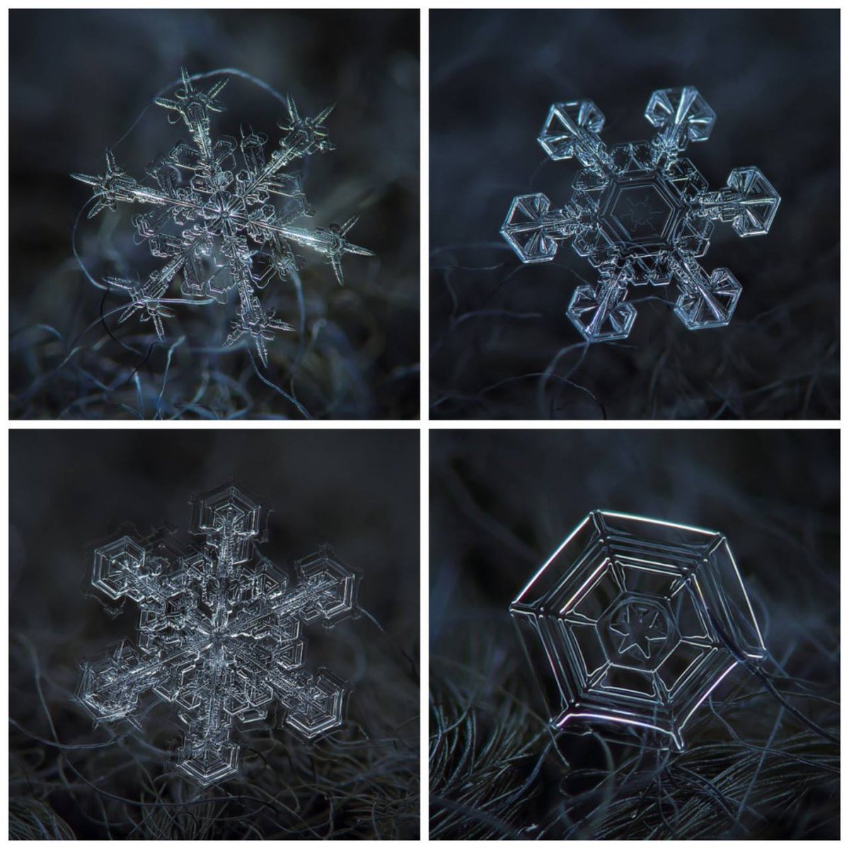 AntonioParis's tweet image. Snowflakes.