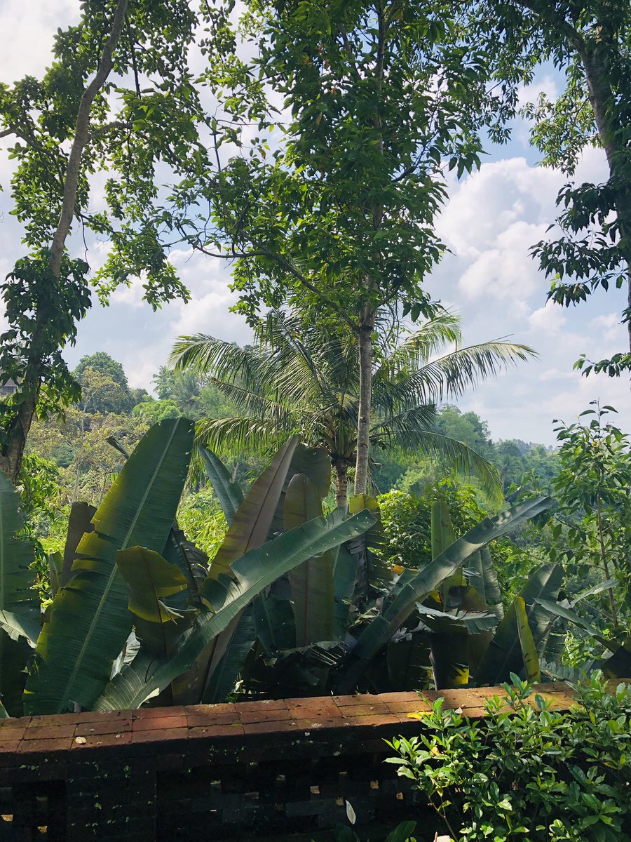 Sally_Elite's tweet photo. First stop of our Bali trip. #Como #elitetc #LuxuryTravel #bali #ubud #stunning https://t.co/KiVkiFnmiT