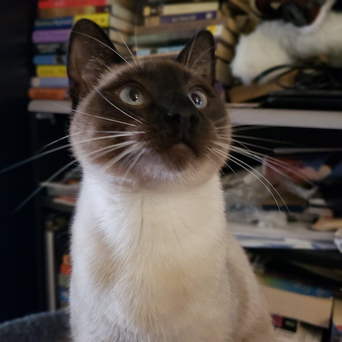 TheZiba's tweet photo. What you got there, Mama? Treats?
#adoptdontshop #pdx #pdxcats #catsofportland #catsofpdx #ohspets #meezer #siamese #teamziba4life #rescuedismyfavoritebreed #cats #kittens #catlandia
#artharder #siyamkedisi #kedi #gato #flawless #charisma18 #blueeyes #CatsOfTwitter https://t.co/ZOYIqeL1Ul