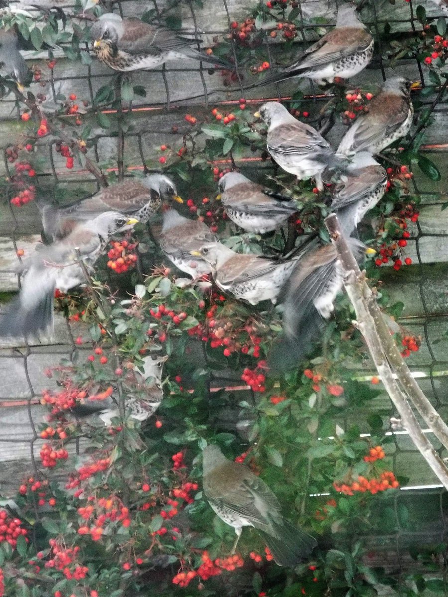 WatchWorle's tweet photo. In March the Beast from the East 2 brought these #Fieldfares into the garden. The pyracantha berries are ready and waiting for them again. Some have been seen in the surrounding countryside but none as yet in #Worle as far as I know. Has anyone seen any here yet? https://t.co/HlqSRFAZCj