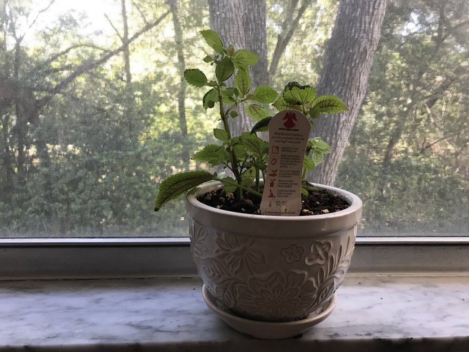 My friendship plant is really cute!!! https://t.co/UAftO4u1uS