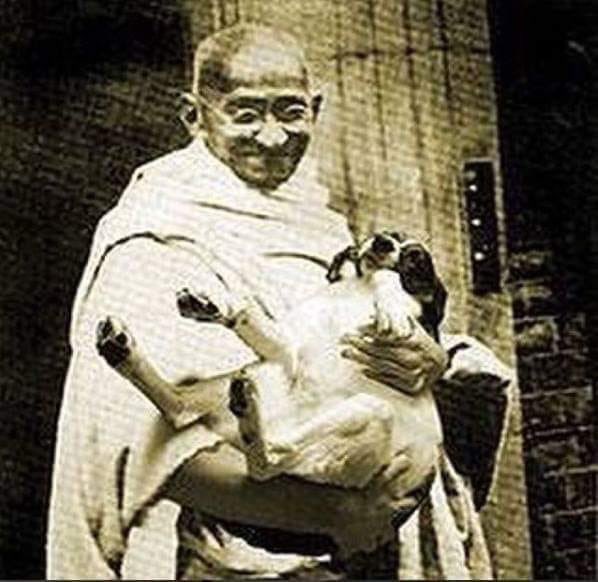 animal_carino's tweet photo. " Los Perros callejeros no caen del cielo. 
Son el resultado de la pereza, la indiferencia y la ignorancia de una sociedad cruel y enferma . 
Y cuando se convierten en un problema, 
esto se debe a nuestra ignorancia, la falta de compasión "
(Mahatma Gandhi) https://t.co/GM31YI7qg3