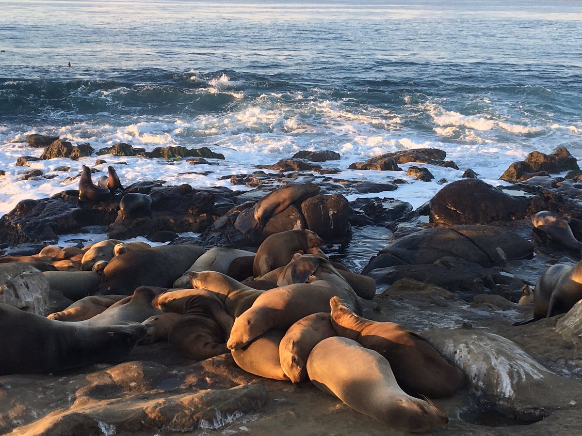 JoshAbrams's tweet photo. Seals and sea lions in La Jolla considering alternative paradigms through practicing geheimagentur's #TheArtOfBeingMany in their #ASTR2018 working group https://t.co/HnI8RJ7QcY
