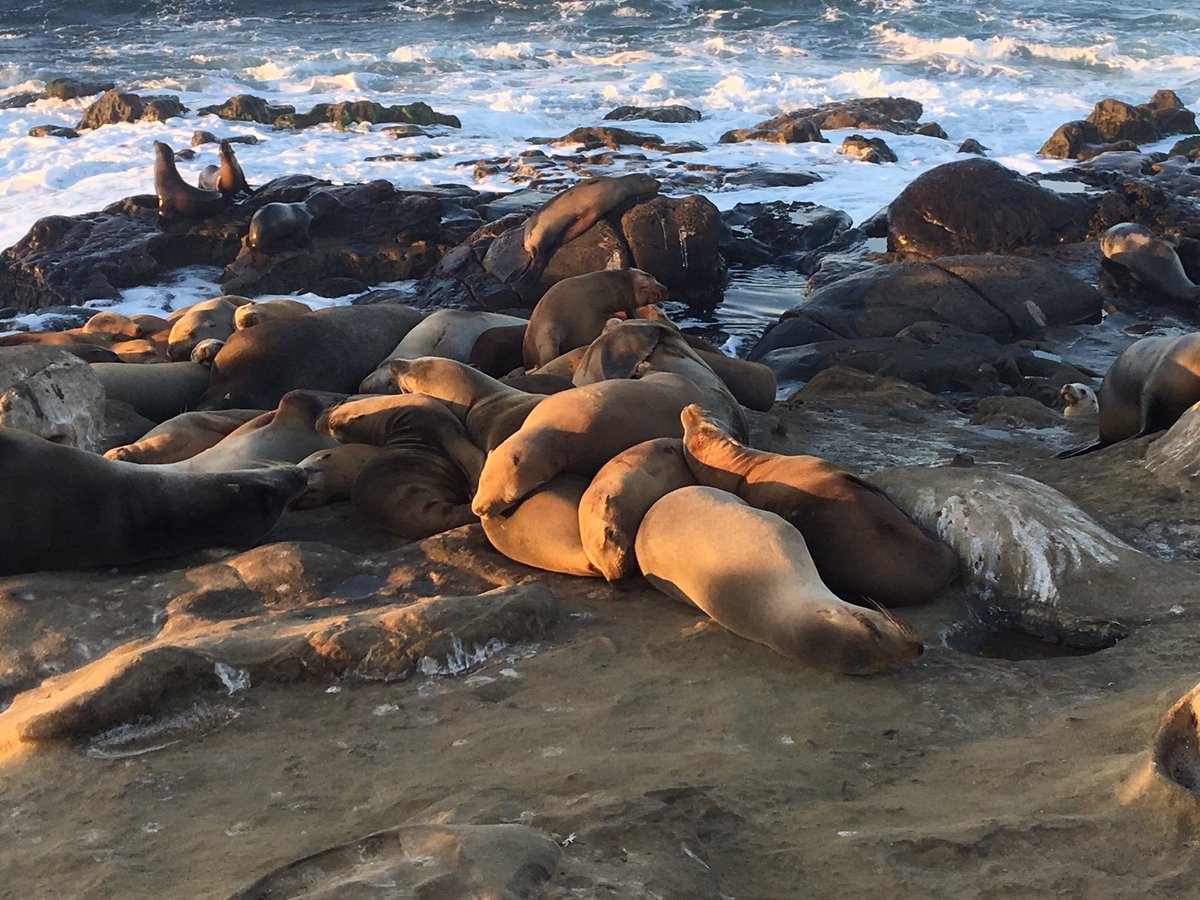 JoshAbrams's tweet photo. Seals and sea lions in La Jolla considering alternative paradigms through practicing geheimagentur's #TheArtOfBeingMany in their #ASTR2018 working group https://t.co/HnI8RJ7QcY