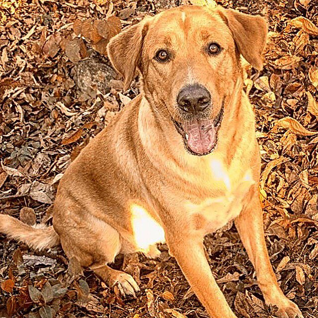 SimbaZira's tweet image. Happy Pup! #yellowlab #yellowlabpuppy #yellowlabsquad #yellowlabrador #yellowlaboftheday #yellowlabradorretriever #dog #dog_features #doglover #dogmom #dogmomlife #cutedog #dogslife #labgoldenretriever #labgoldenretrievermix #labgoldens #labgoldenlove #labgolden_lovers #labgolden