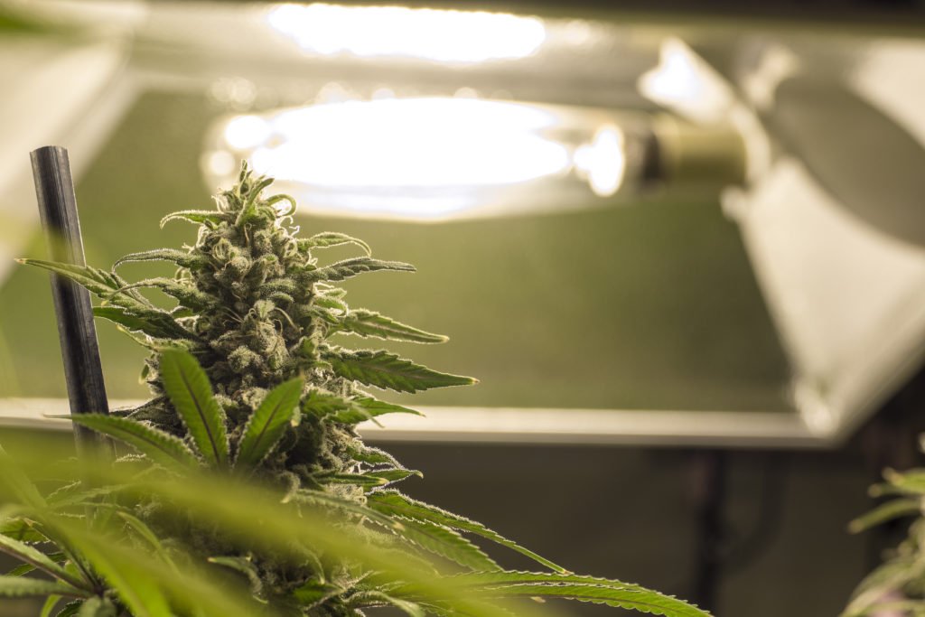 BPGtweet's tweet photo. The 5 Easiest Cannabis Strains to Grow for Beginners 🌱

https://t.co/fK47rAQDXr

#BPGFamily #Cannabis #MedicalMarijuana #California #Berkeley #Leafly #Science #THC #Growing101 https://t.co/PGCylIie4Z