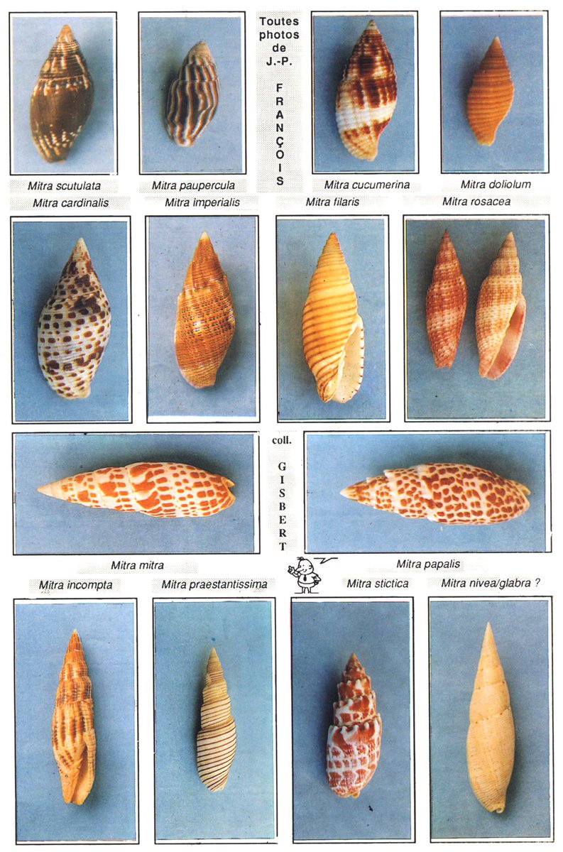 geocappiello's tweet photo. 🐚🐚🐚
Mitridae family by Rossiniana n.62 (1995)
#seashelles #conchology #シェルコレクション #conchiglie #coquilles #choncas #muscheln #bivalves #molluscs #collectionism #コレクション
🐚🐚🐚 https://t.co/YXo6ggsGlr