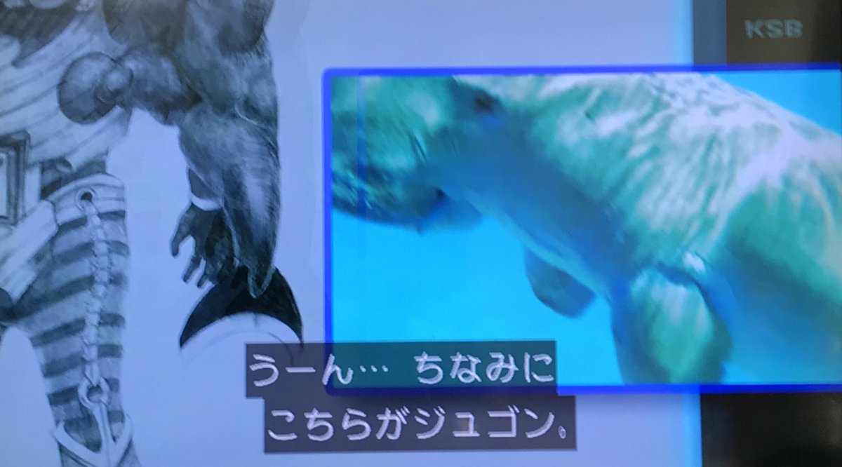 Heikayuuji ジュゴンとマナティの違いについて 分かりやすく教えてくれる朝の教養番組 でもわからない Nitiasa ルパパト