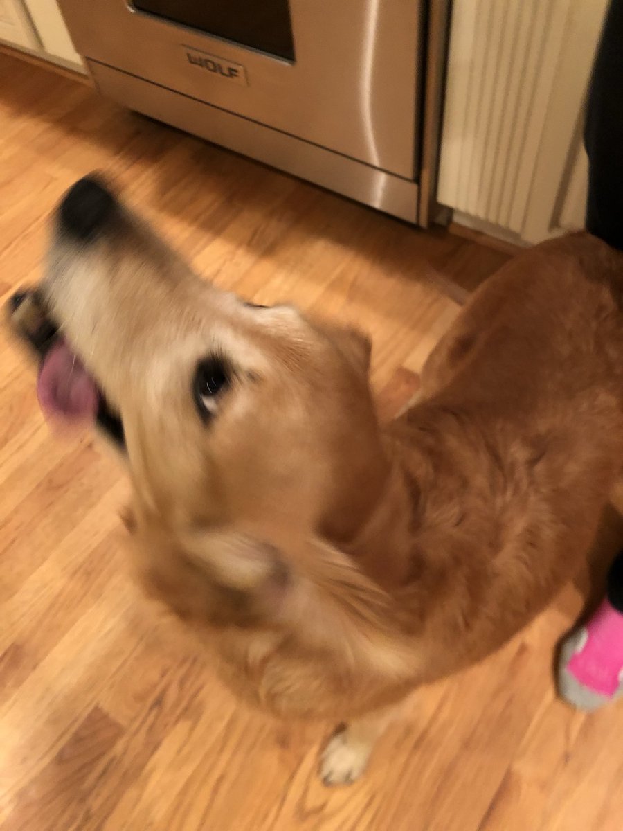 dog_rates's tweet photo. This is Sizzle. We adopted her today. She’s very speedy and only has a few teeth, but we’re so happy to be her forever home. 14/10 not biased at all https://t.co/688kUnw8uh