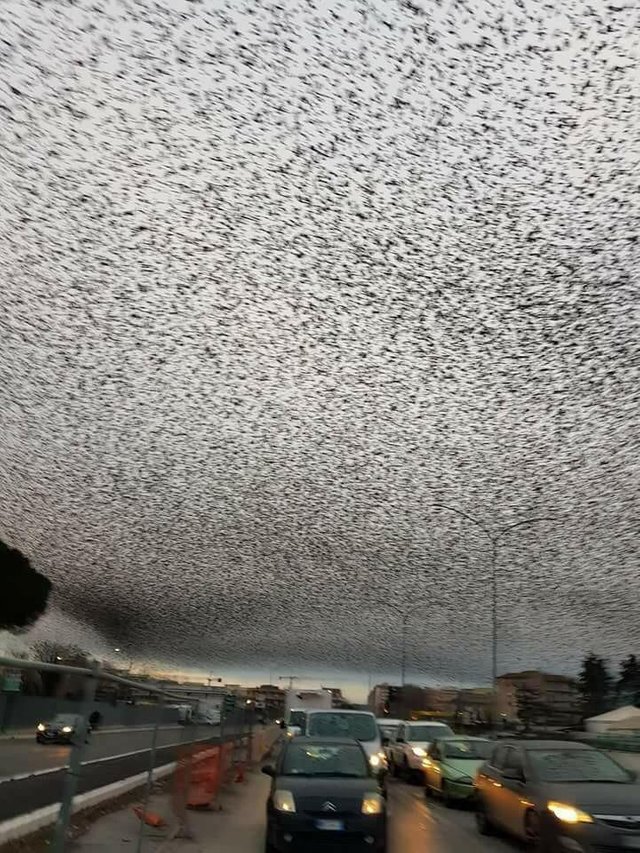DavidFShultz's tweet photo. "The sky above the port was the color of television, tuned to a dead channel." Pic: starlings over Rome. https://t.co/9Oz2xmw9AT