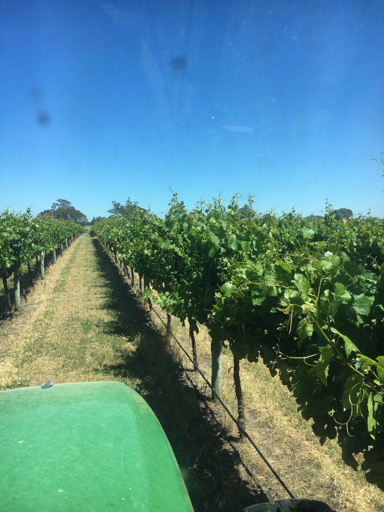 MaloneLamb's tweet photo. Vines enjoying the season https://t.co/7KIh3wB914