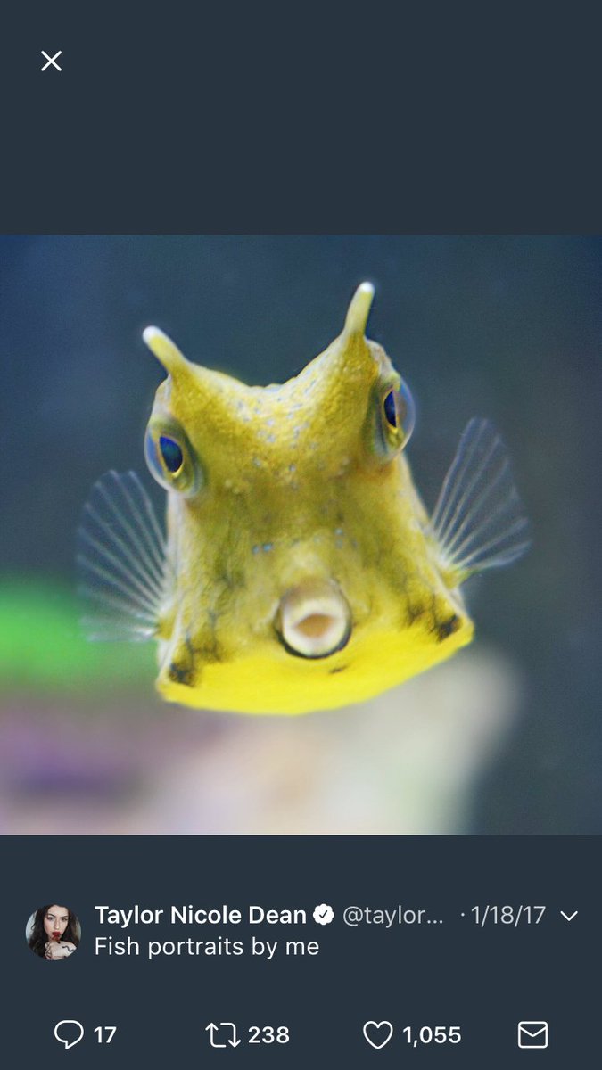 novachu's tweet image. #RIPCHEESE He wasn't just a fish, he was our Fish king and savior.  Fly little fish fly.