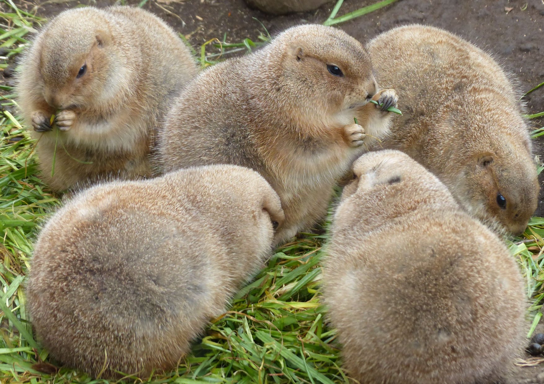 上野動物園 公式 ふわっふわ もっこもこ ま るまる オグロプレーリードッグ 冬毛 T Co Eqlcy0kunp Twitter