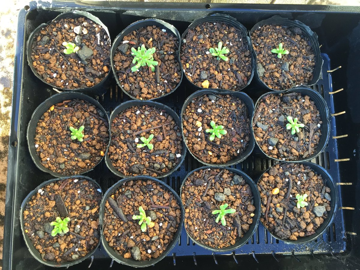 花楽咲庭 多肉植物カウルレアをポットに 植え替えました 毎年こぼれ種で９月頃発芽し 翌年の５月頃小さな青い花を沢山咲かせます 沢山芽がでても冬にダメになる株が多いので今年は上手く冬越ししたいなぁ 多肉植物カウルレア ポットに植え替え 花楽