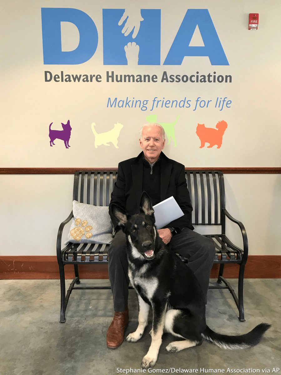 ABC's tweet image. Former VP Joe Biden and his wife, Jill, adopted a 10-month-old German Shepherd named Major, after the Delaware Humane Association posted on social media earlier this year that it had a received a litter of sick German Shepherd puppies. abcn.ws/2QPSM0J