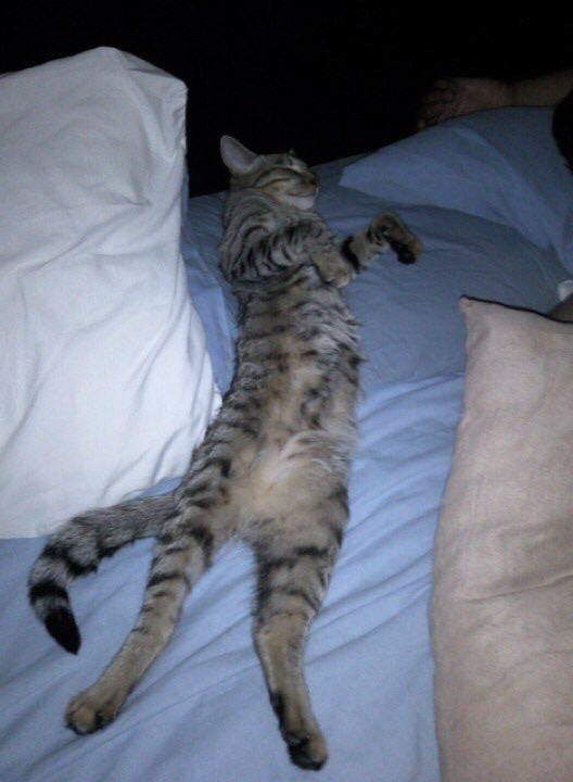 cciliam's tweet photo. Este gatito lo encontré hace 9 años en una tubería atorado, en la segunda foto es el hoy feliz en la cama de la familia que lo adopto... Que satisfacción me hace sentir esto #AdoptaNoCompres https://t.co/liYg0qUKpw