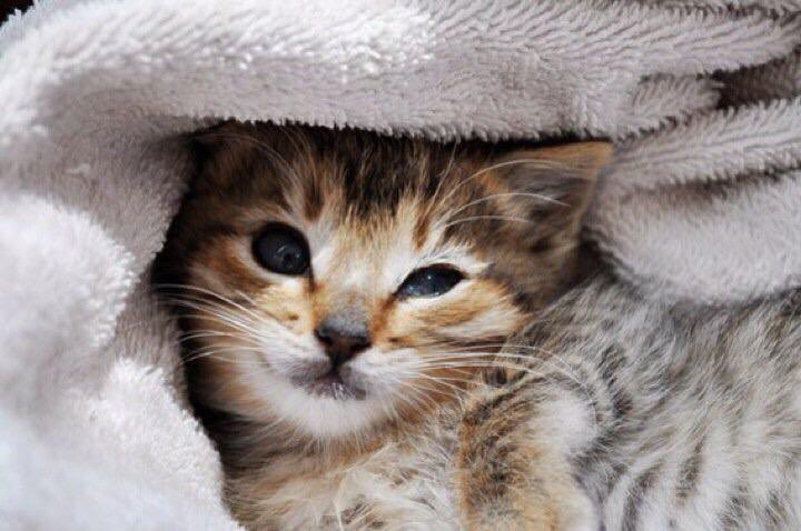 cciliam's tweet photo. Este gatito lo encontré hace 9 años en una tubería atorado, en la segunda foto es el hoy feliz en la cama de la familia que lo adopto... Que satisfacción me hace sentir esto #AdoptaNoCompres https://t.co/liYg0qUKpw