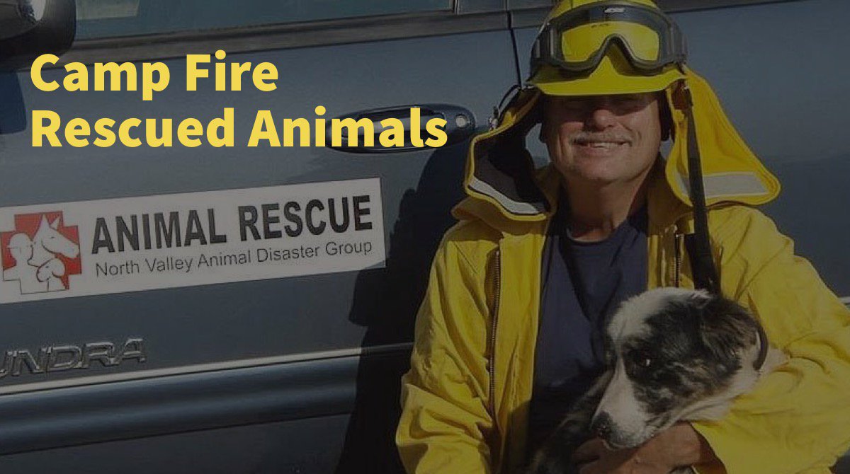 Photos of lost pets from the #CampFire are at campfirerescuedanimals.com.  Follow the instructions on the website to pick up your pet.