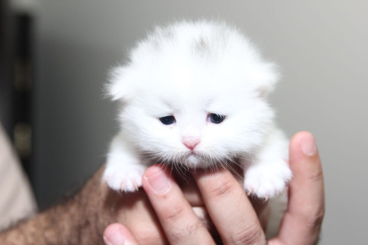 cute_cats12's tweet photo. #اليوم_الوطني_العماني ايش رايكم بهذي المناسبه تشتريوا من قططنا 😍 https://t.co/7MpjweiBgc