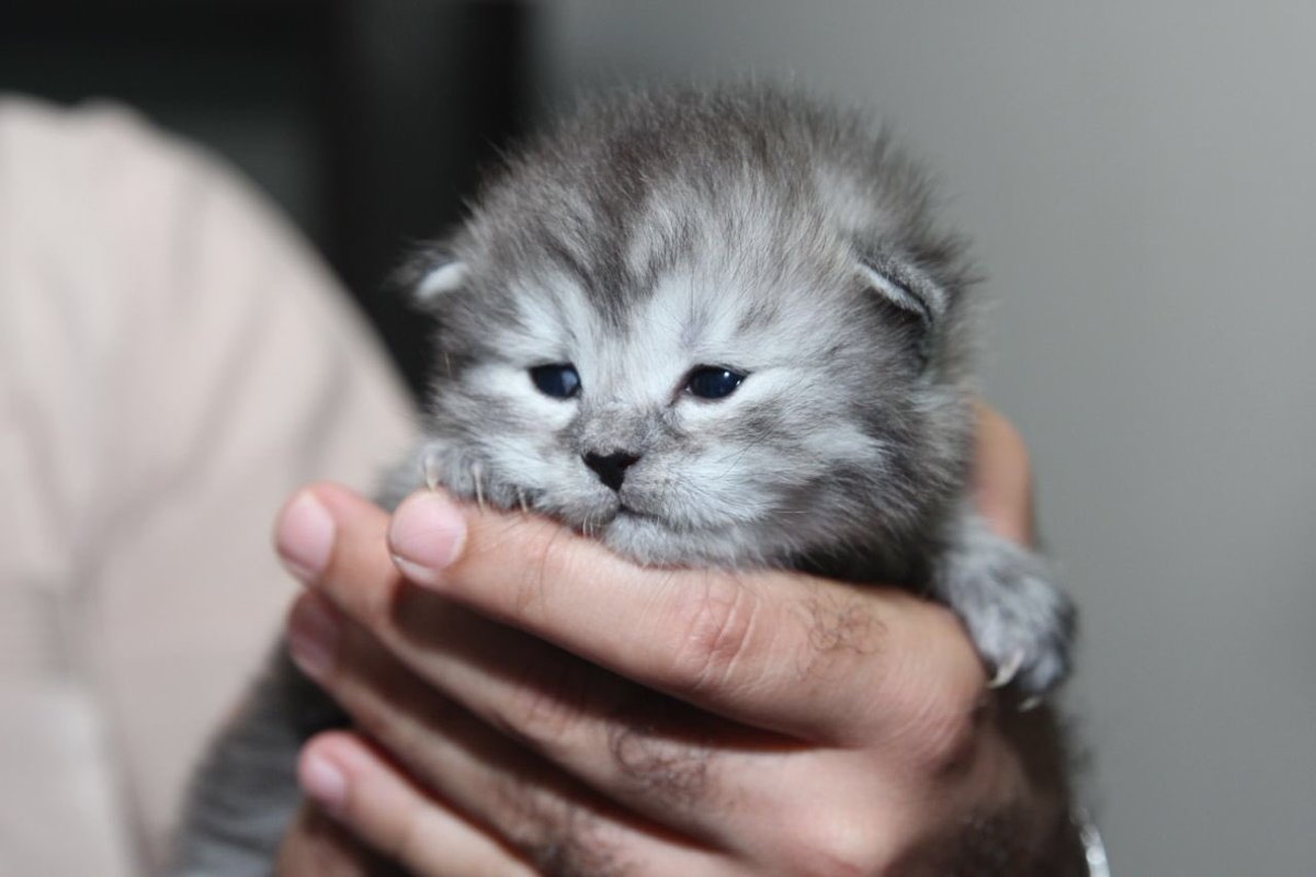cute_cats12's tweet photo. #اليوم_الوطني_العماني ايش رايكم بهذي المناسبه تشتريوا من قططنا 😍 https://t.co/7MpjweiBgc