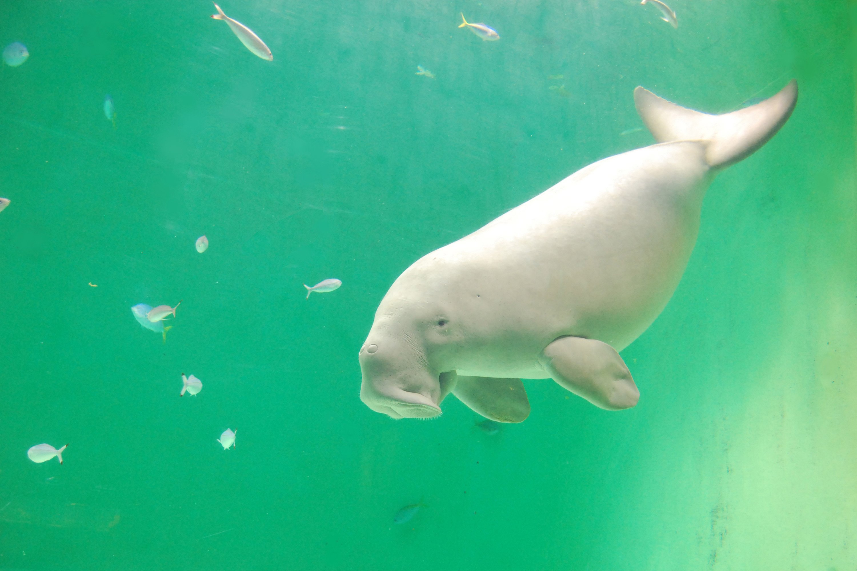 鳥羽水族館 Toba Aquarium ぺんぺん ジュゴンとマナティーの大きく違うところは 尾びれの形です 1枚目の ジュゴンは三角のような形をしていますが 2枚目のマナティーはしゃもじのような形をしています よーく見ると顔も全然違いますよ 鳥羽