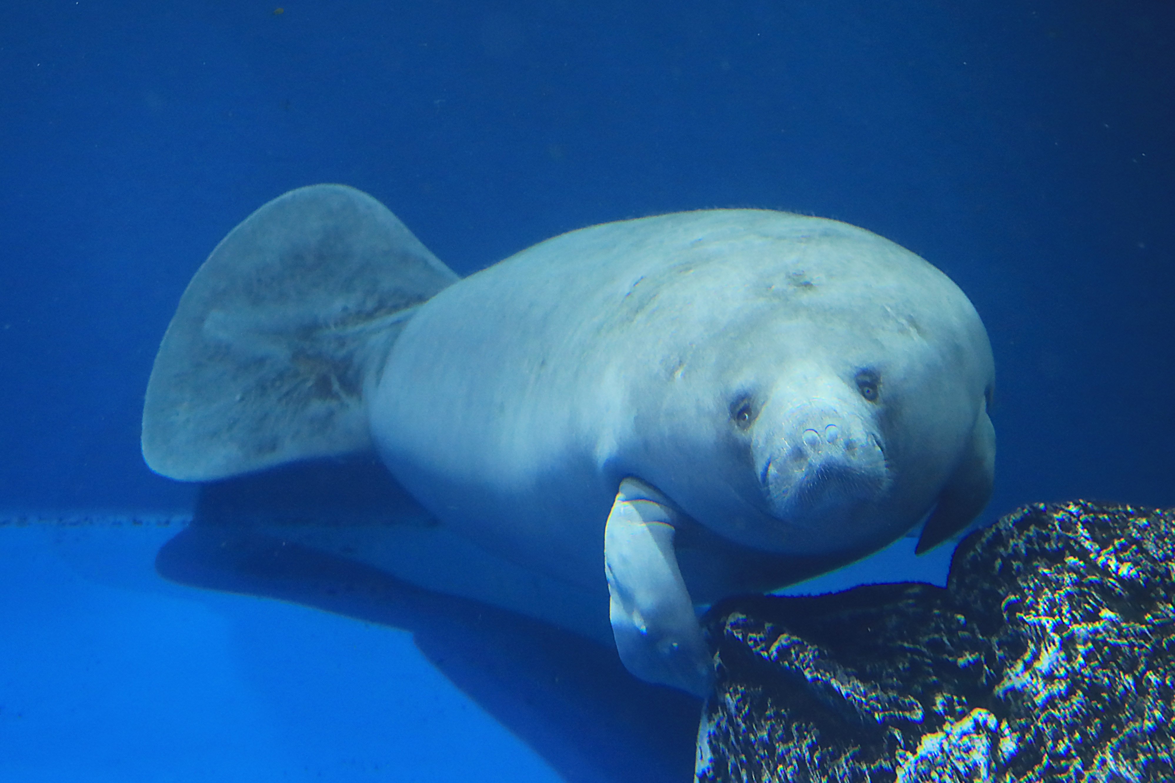 鳥羽水族館 Toba Aquarium ぺんぺん ジュゴンとマナティーの大きく違うところは 尾びれの形です 1枚目の ジュゴンは三角のような形をしていますが 2枚目のマナティーはしゃもじのような形をしています よーく見ると顔も全然違いますよ 鳥羽