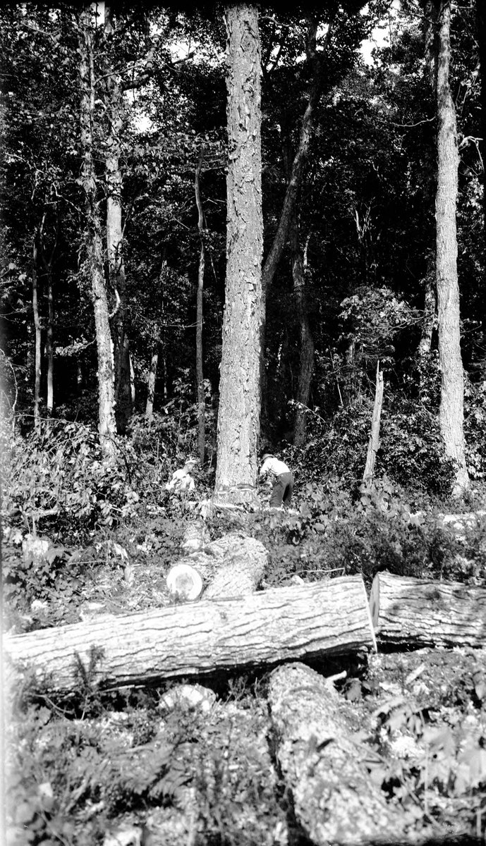 MichiganHist's tweet photo. Felling birch in Cleveland-Cliffs Iron Company woods - 1929 (UWM Libraries)
#AlgerCounty
https://t.co/39lp72pzO1 https://t.co/xKqkdc0NWW