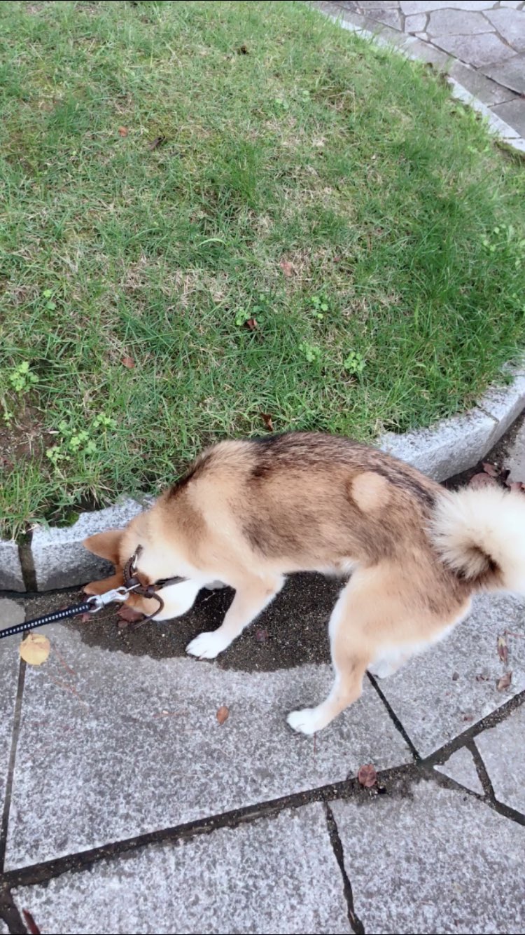 Momogoro Momogoro11 Twitter