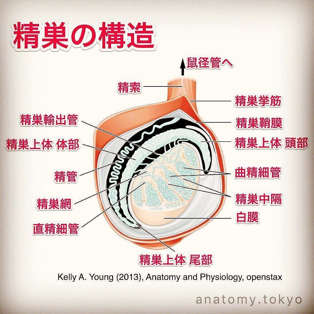 かずひろ先生 なるほど解剖学 U Tvitteri 精巣でつくられた精子は で蓄えられる 解答 精巣上体 精巣でつくられた精子は 精巣上体で蓄えられます 解剖学 生殖器系 男性生殖器 精巣上体 Epididymis 一問一答 T Co L56ygyxngw