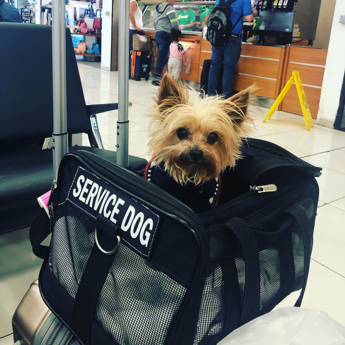 delta carry on pet weight limit delta carry on pet weight limit