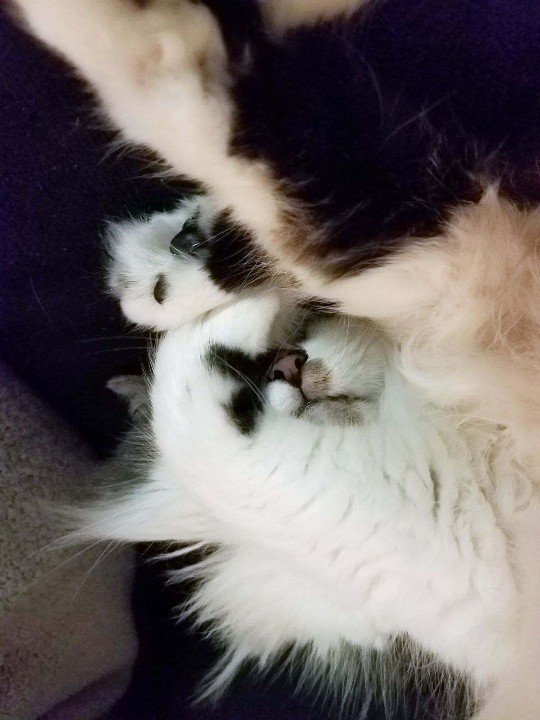 BuckeyeGirl1313's tweet photo. OMG this cat! So damned fluffy, so damned adorable!
#Catlife
#IknowImcute
#Itstoobrightinhere
#Whichleggoeswhere
#CatsofTwitter
#IbetyoudidntknowIwasacontortionist
#ContortionistCat
#Imnotbroken
#Dreaming
#Naptime
#FluffyCat
#ZoeyBosa
#BuckeyeCat https://t.co/T9jMGCNta5