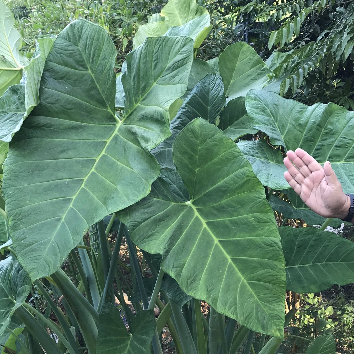 Elephant Ears Leaves  Alocasia... From the wilderness of  #JimCorbett